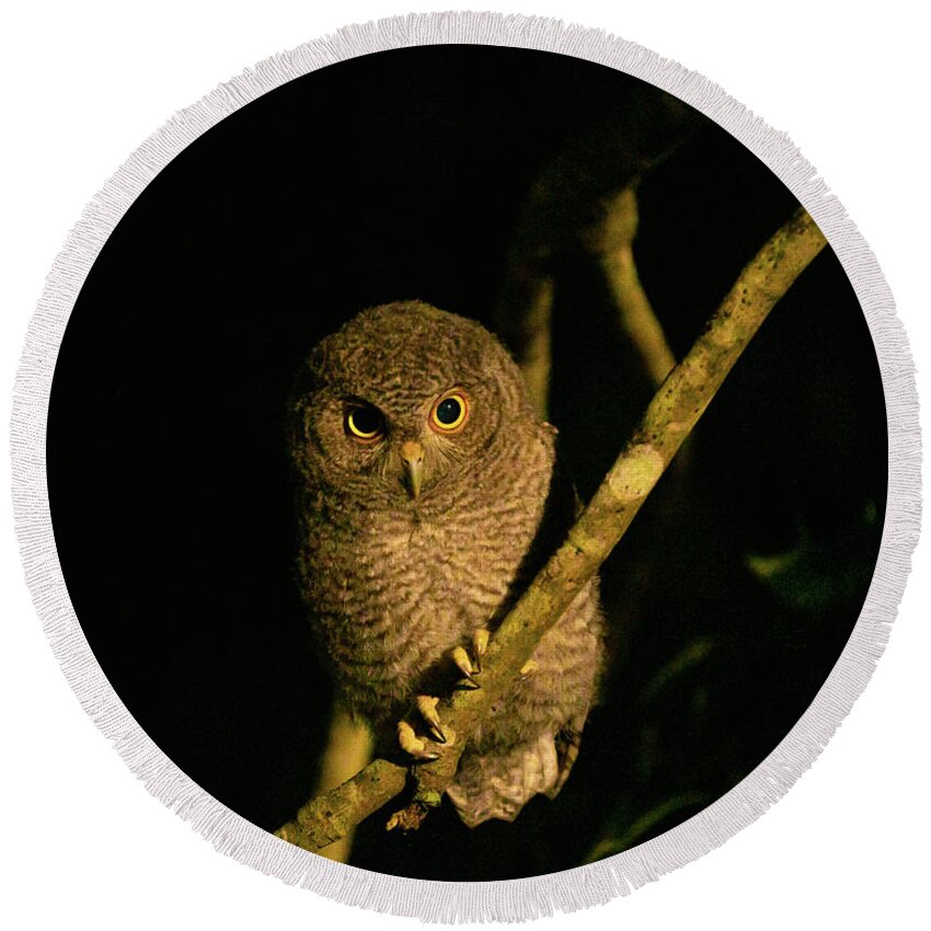 Owl Round Beach Towel featuring the photograph Night Owlet by Todd Tucker