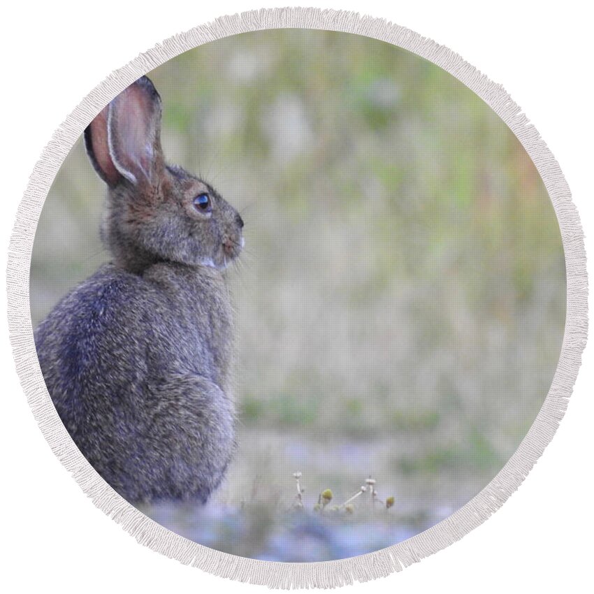 Rabbit Round Beach Towel featuring the photograph Nipped by frost by Nicola Finch