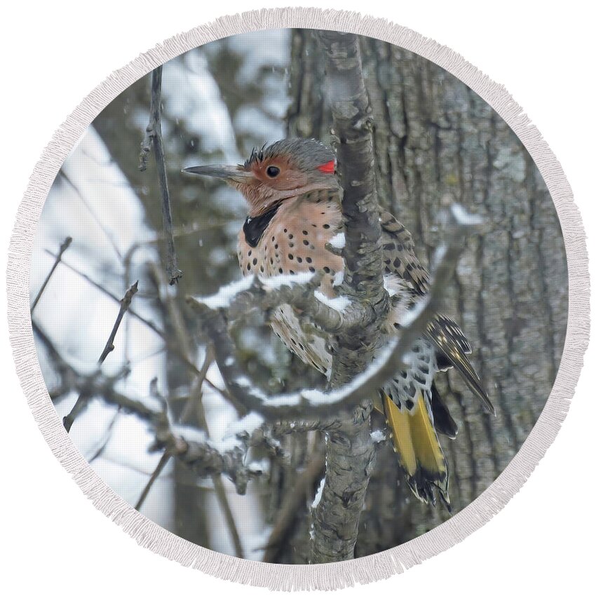 Northern Flicker Round Beach Towel featuring the photograph Northern Flicker in the Snow by Kerri Farley