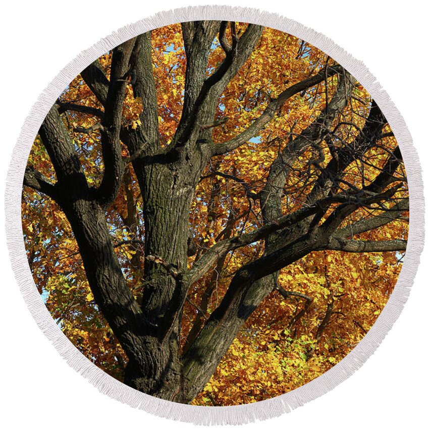 Autumn Round Beach Towel featuring the photograph Oak Trunk And Yellow Leaves by Mikhail Kokhanchikov