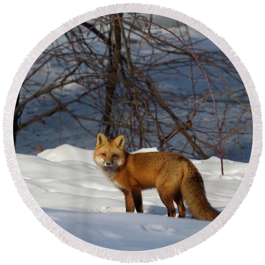 Red Fox Round Beach Towel featuring the photograph Office View by Everet Regal