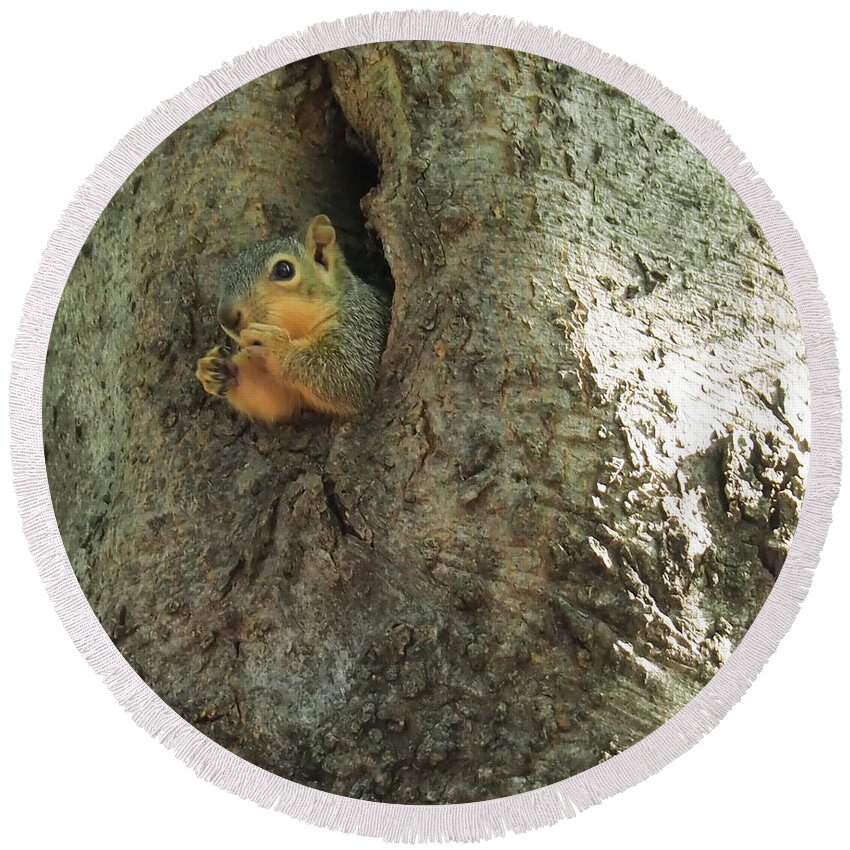 Squirrel Round Beach Towel featuring the photograph Oh my Who Are You by C Winslow Shafer