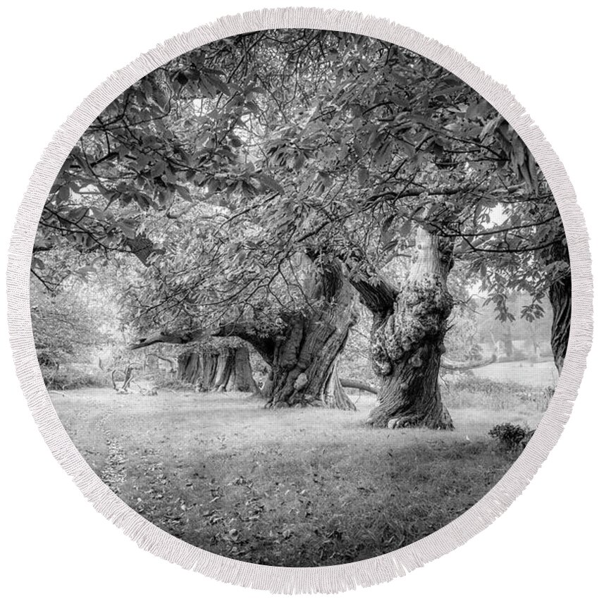 Landscape Round Beach Towel featuring the photograph Old chestnut trees alley by Remigiusz MARCZAK