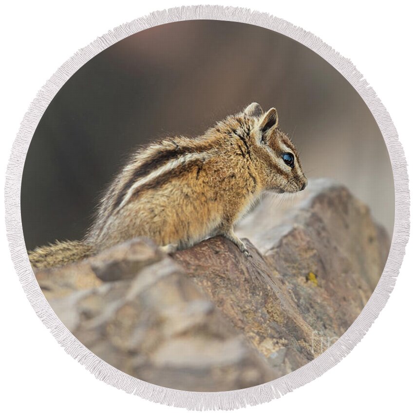 National Forest Round Beach Towel featuring the photograph Olympic Chipmunk on a Rocky Ledge in Olympic National Park by Nancy Gleason