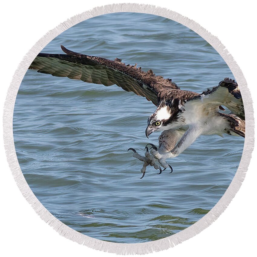 Osprey Round Beach Towel featuring the photograph On Target by RD Allen