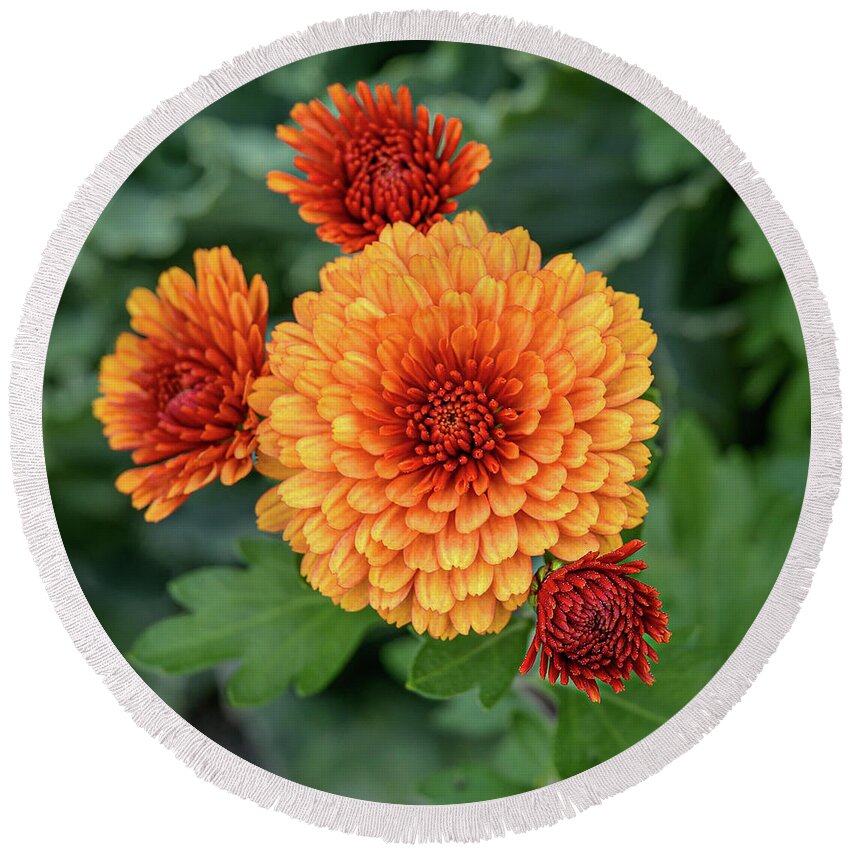 Autumn Round Beach Towel featuring the photograph Orange-Red Mums by Frank Mari