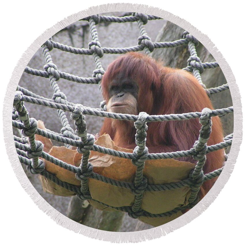 Audubon Zoo Round Beach Towel featuring the photograph Orangutan by Heather E Harman