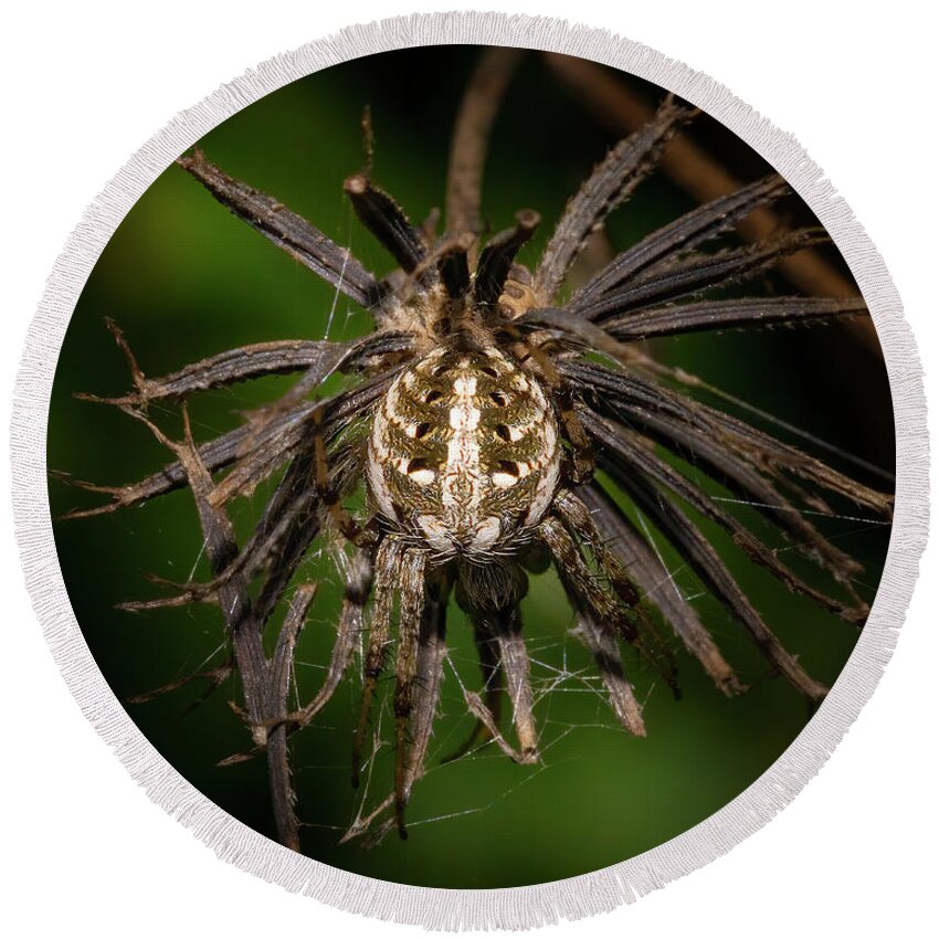 Spider Round Beach Towel featuring the photograph Orb Weaver Spider in Disguise by Mark Andrew Thomas