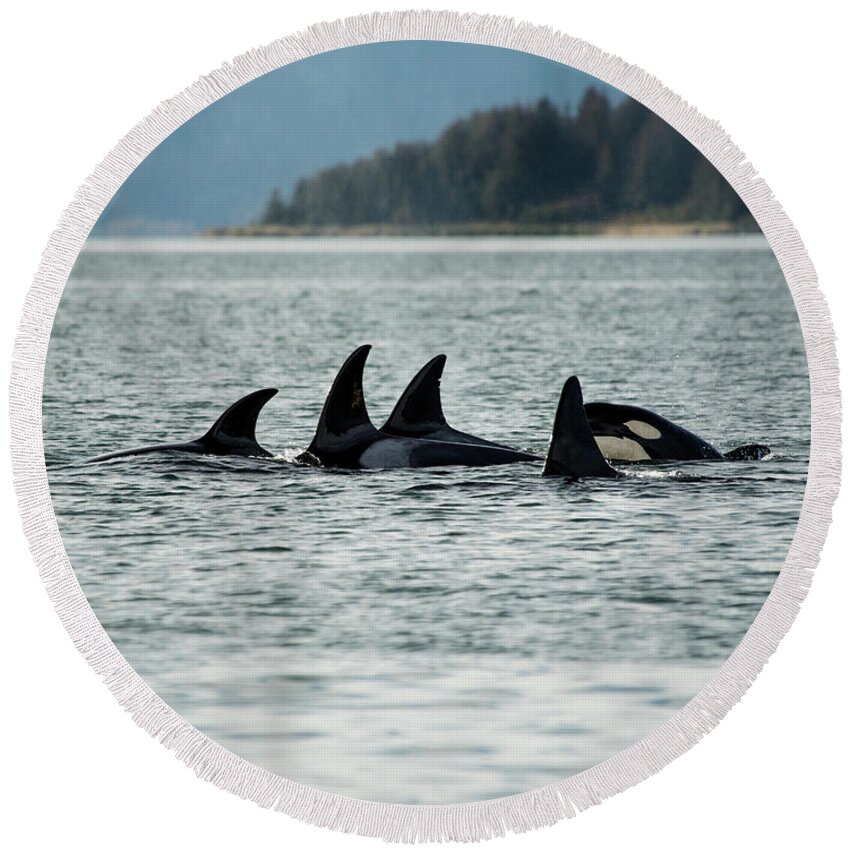 Orcas Round Beach Towel featuring the photograph Orcas by David Kirby