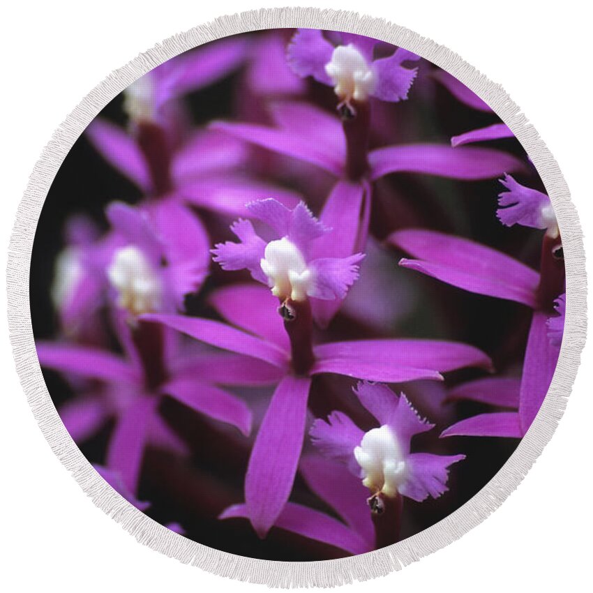 Orchids Round Beach Towel featuring the photograph Epidendrum secundum Orchid Peru by James Brunker