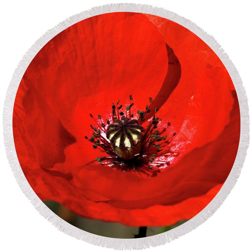 Beautiful Round Beach Towel featuring the photograph Oriental summer Poppy by Stephen Melia