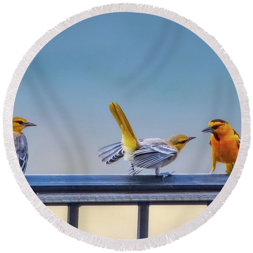 Oriole Round Beach Towel featuring the photograph Orioles on a rail by Lowell Monke