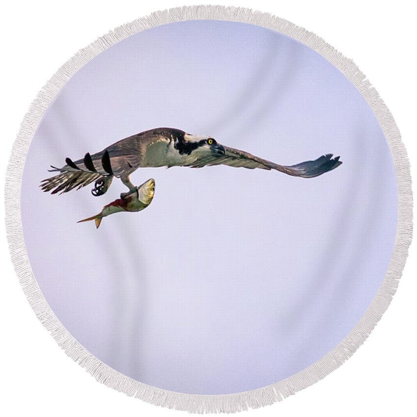 Osprey Round Beach Towel featuring the photograph Osprey flying with fish. by Alyssa Tumale