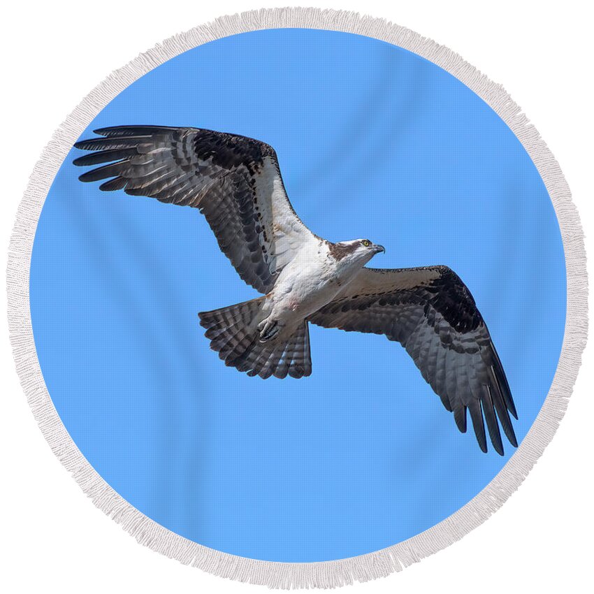 Nature Round Beach Towel featuring the photograph Osprey in Flight DRB0282 by Gerry Gantt