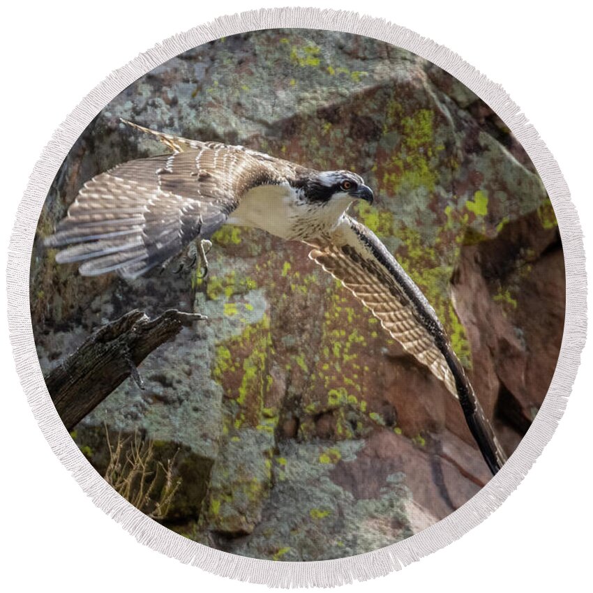 Bird Species Round Beach Towel featuring the photograph Osprey in Flight Over Waterton Canyon by Steven Krull