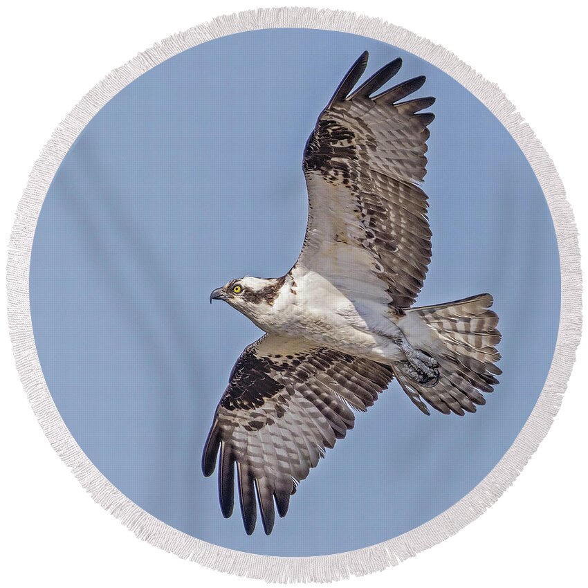 Osprey Round Beach Towel featuring the photograph Osprey In Flight by Susan Candelario