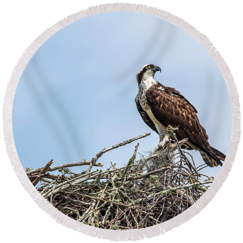 Osprey Round Beach Towel featuring the photograph Osprey on Nest by David Arment