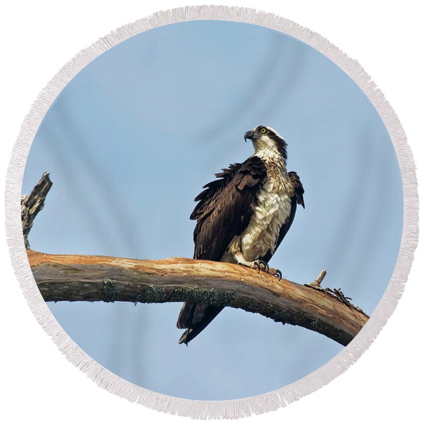 Osprey Round Beach Towel featuring the photograph Osprey Perched Above White Oak River in the Croatan by Bob Decker