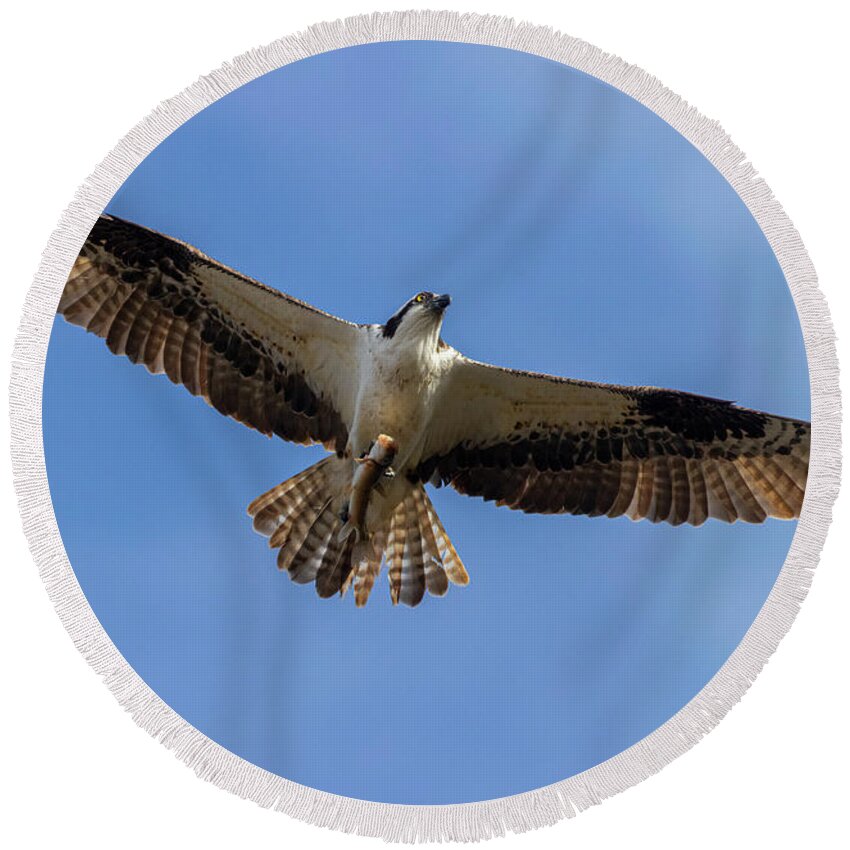 Osprey Round Beach Towel featuring the photograph Osprey With Fish by Steven Krull