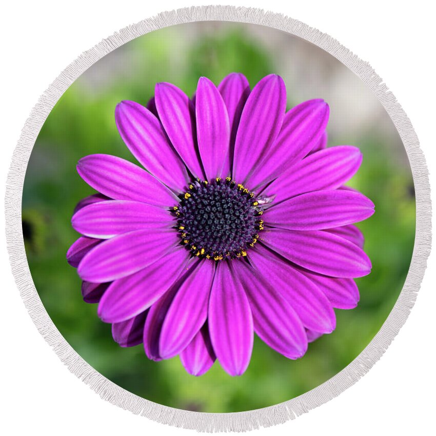 Osteospermum Round Beach Towel featuring the photograph osteospermum Barberiae Purple African Daisy by Abigail Diane Photography