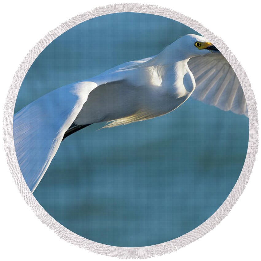 Snowy Egret Round Beach Towel featuring the photograph Outstretched Glide by RD Allen