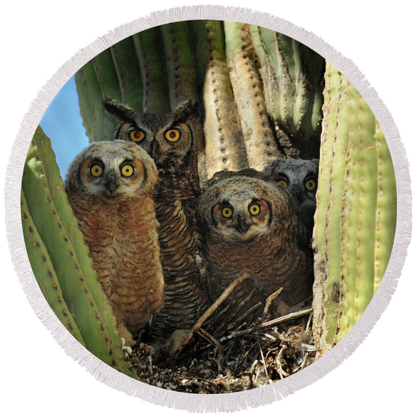 Great Horned Round Beach Towel featuring the photograph Owl Family in Saguaro Nest by Joanne West