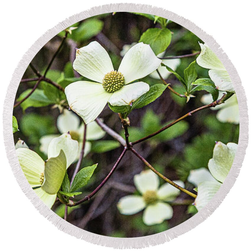 Flowers Round Beach Towel featuring the photograph Pacific Dogwoods by Claude Dalley