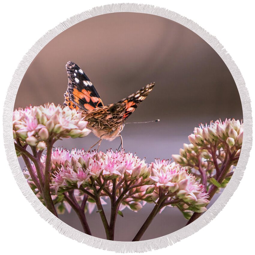 Painted Lady Round Beach Towel featuring the photograph Painted Lady Butterfly On Flowering Sedum Matrona #3 by Patti Deters