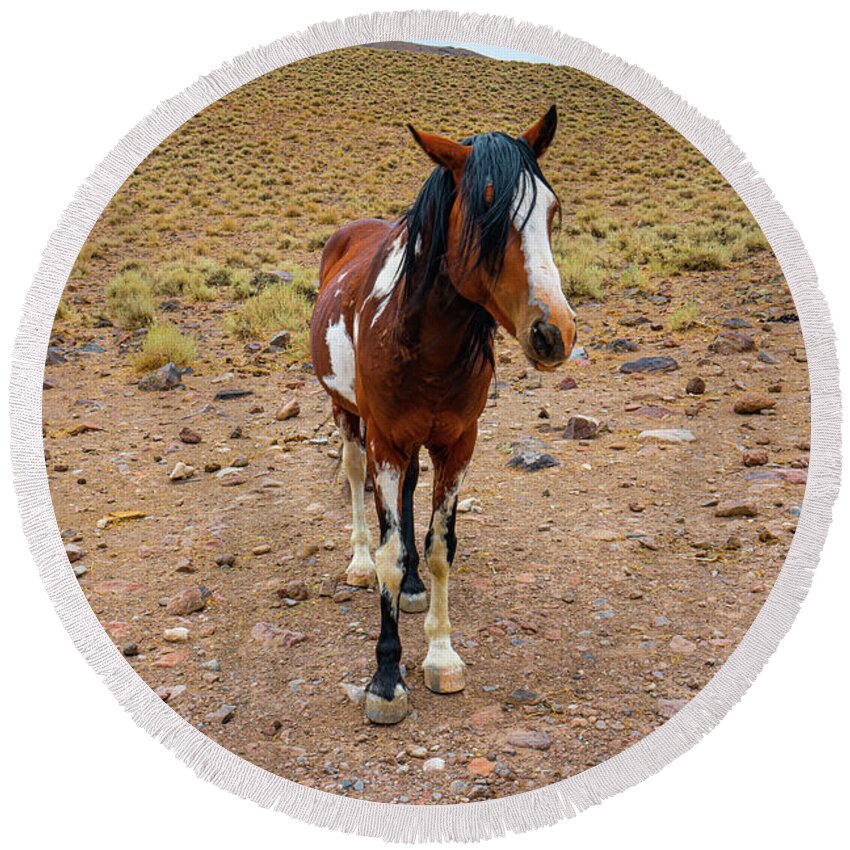 Horse Round Beach Towel featuring the photograph Painted Nevada Mustang by Ron Long Ltd Photography