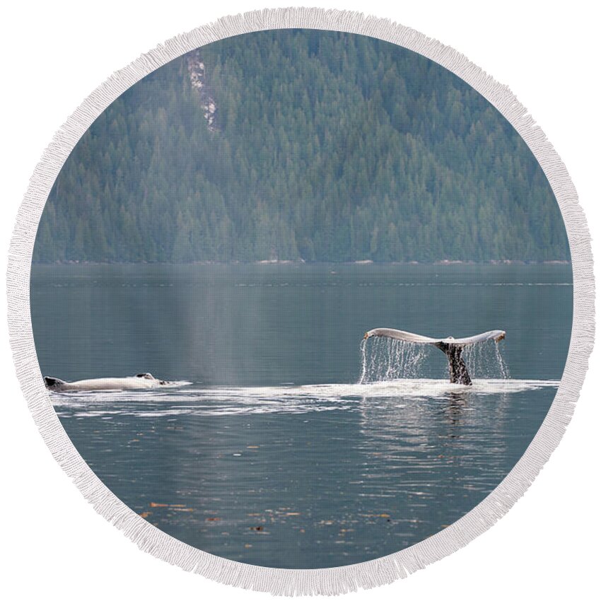 Whale Round Beach Towel featuring the photograph Pair of Humpbacks by Bill Cubitt