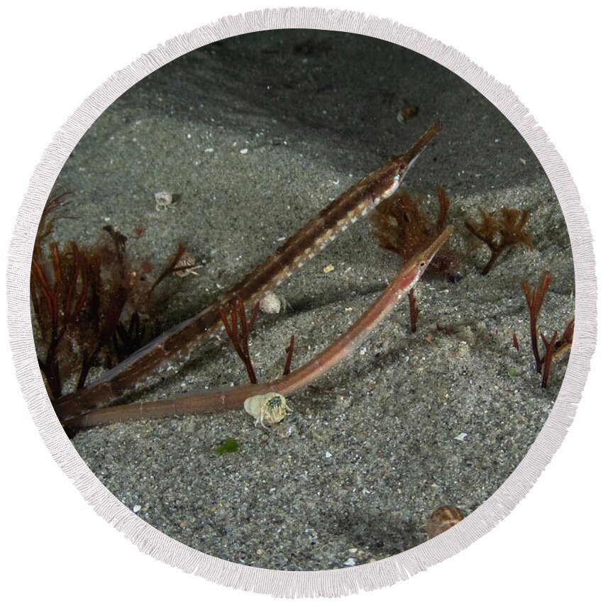 Pipefish Round Beach Towel featuring the photograph Pair of northern pipefish by Brian Weber