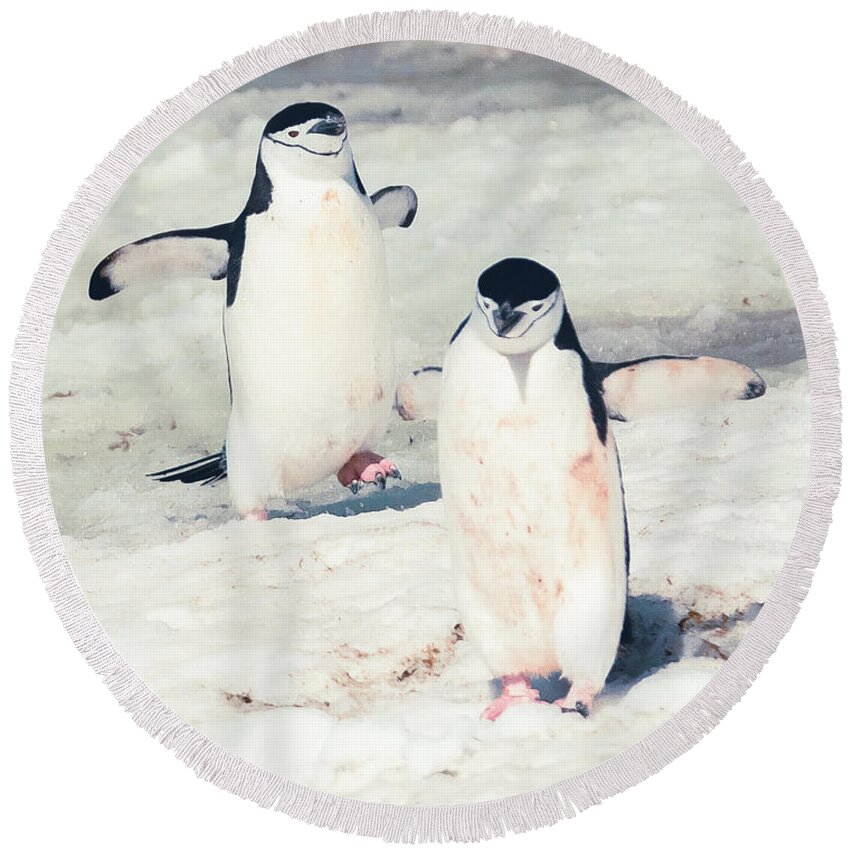 03feb20 Round Beach Towel featuring the photograph Palaver Point Welcoming Party Pair by Jeff at JSJ Photography
