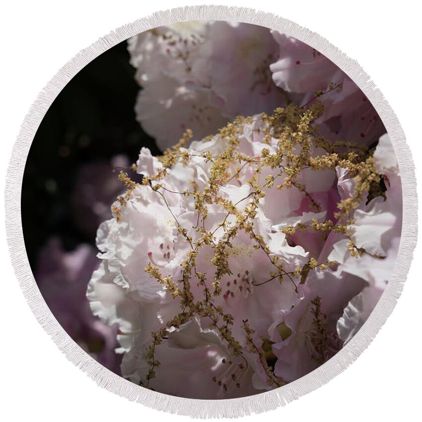 Rhododendron Round Beach Towel featuring the photograph Pale pink rhododendron flowers 2 by Adriana Mueller