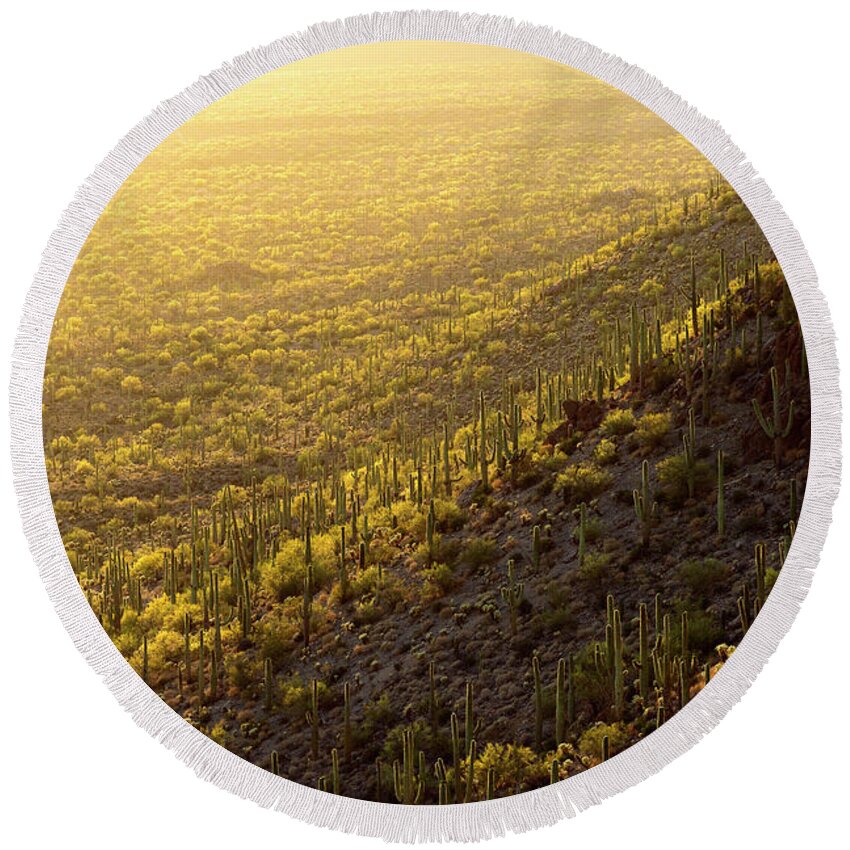 Arizona Round Beach Towel featuring the photograph Palo Verde Gold by James Covello