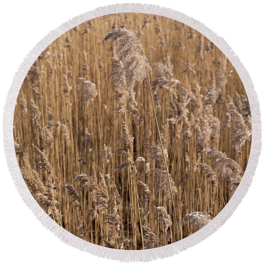 Earth Tones Round Beach Towel featuring the photograph Pampas grass on the shore of a lake 1 by Adriana Mueller