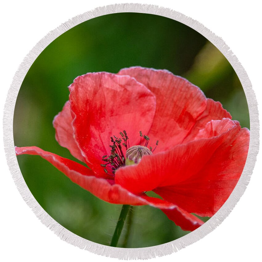 Red Poppy Round Beach Towel featuring the photograph Papery Poppy Petals by Linda Bonaccorsi