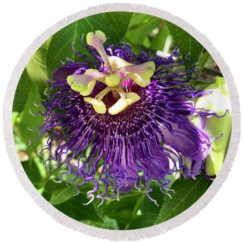 Passions Flower Round Beach Towel featuring the photograph Passiflora by Flavia Westerwelle