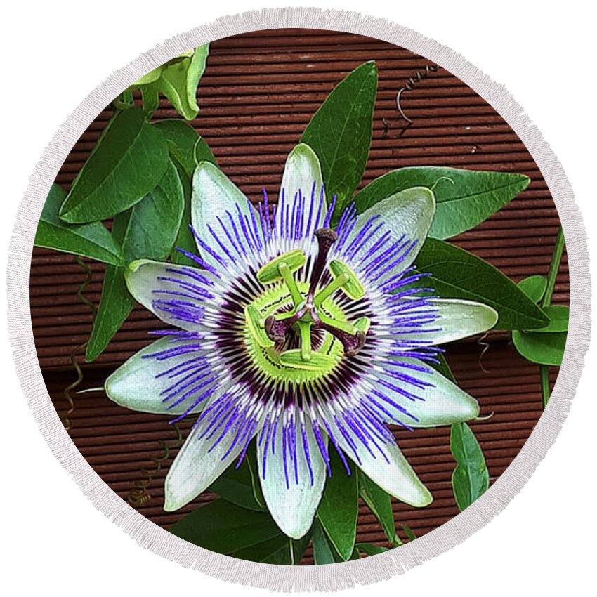 Flower Round Beach Towel featuring the photograph Passion Flower Beauty by Brenda Kean