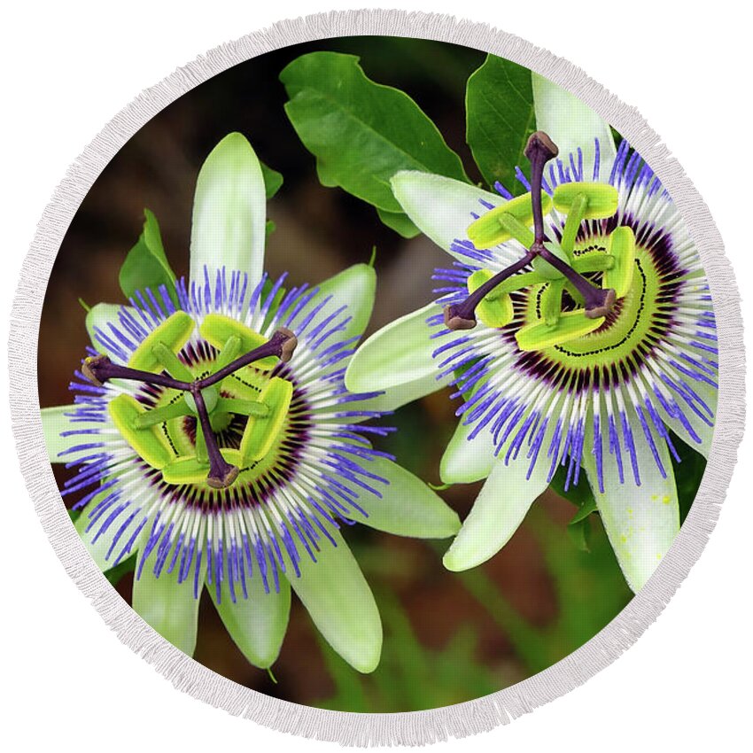 Passion Flowers Round Beach Towel featuring the digital art Passion Flowers 09921 by Kevin Chippindall