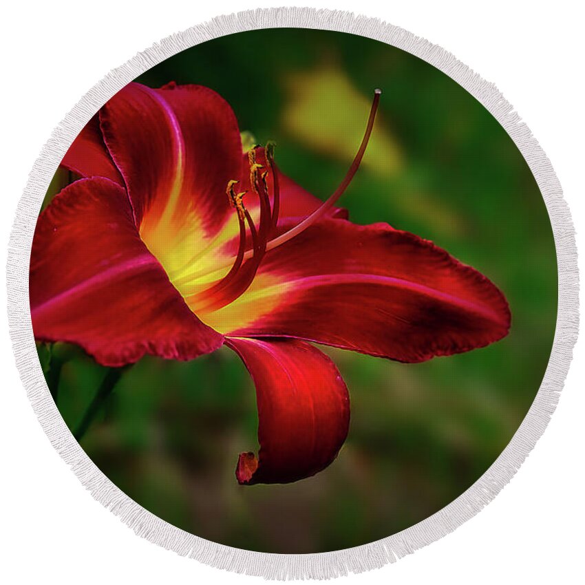 Flower Round Beach Towel featuring the photograph Passion for Red Daylily by Shelia Hunt