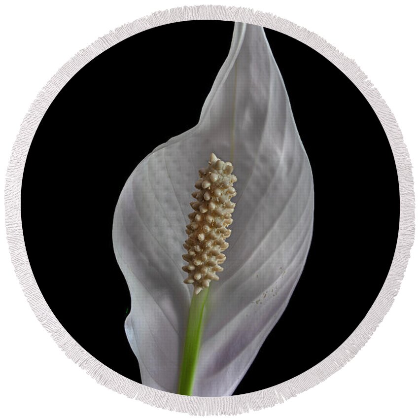 Peace Lily Round Beach Towel featuring the photograph Peace Lily 2 by Endre Balogh