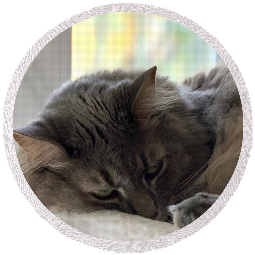 Cat Round Beach Towel featuring the photograph Peaceful Purr by Lee Darnell