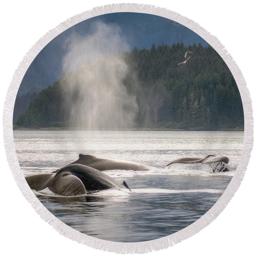Brown Round Beach Towel featuring the photograph Peaceful Whales by Robert J Wagner