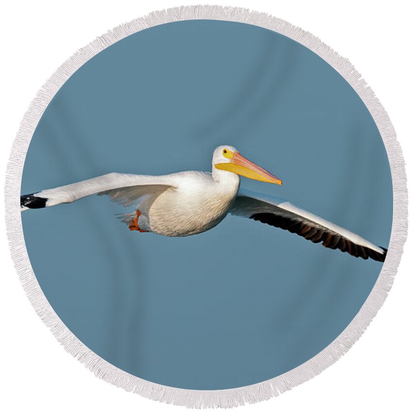 Pelican Round Beach Towel featuring the photograph Pelican Gliding in by Gary Langley