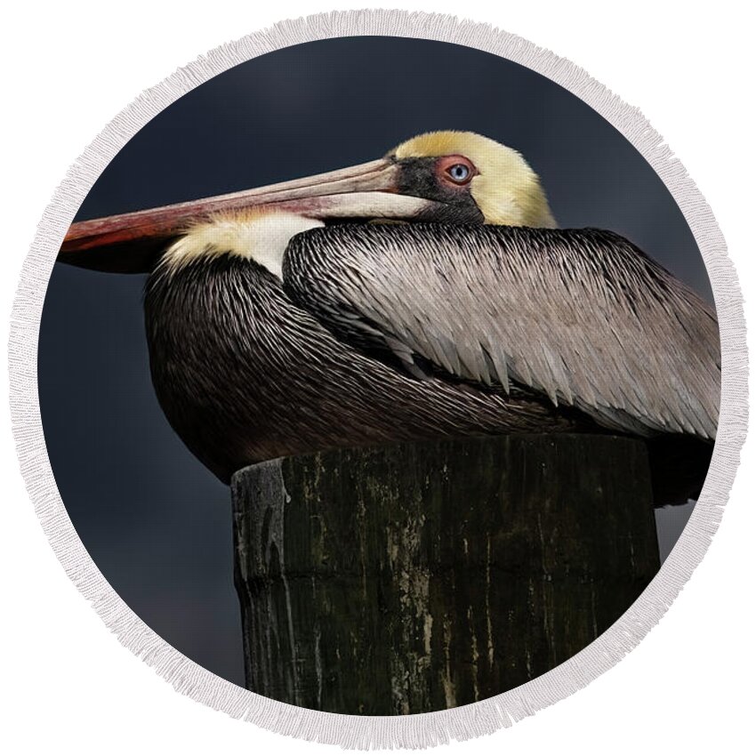 Birds Round Beach Towel featuring the photograph Pelican on a Pole by Larry Marshall