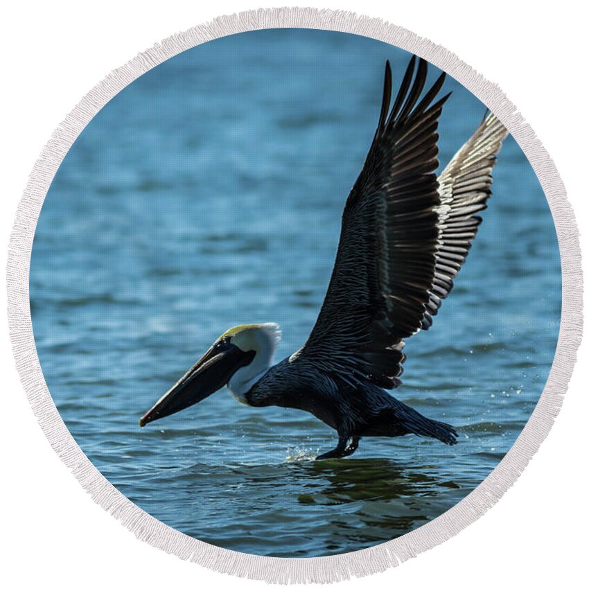 Pelicans Round Beach Towel featuring the photograph Pelicans Landing by George Kenhan