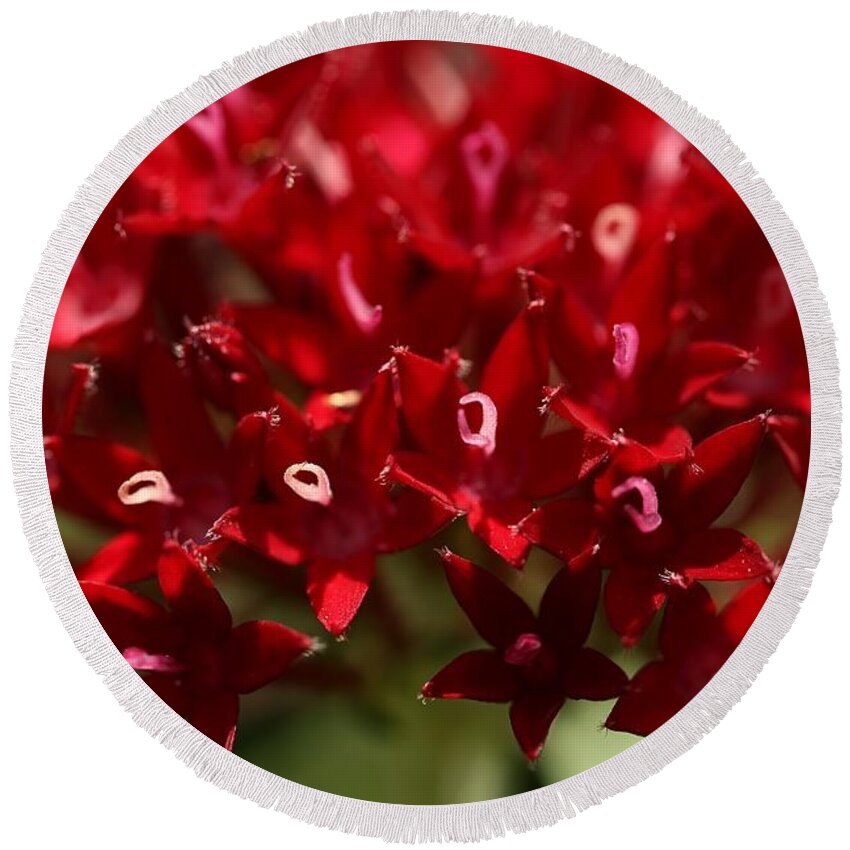 Penta Flower Round Beach Towel featuring the photograph Red Penta Flowers by Mingming Jiang