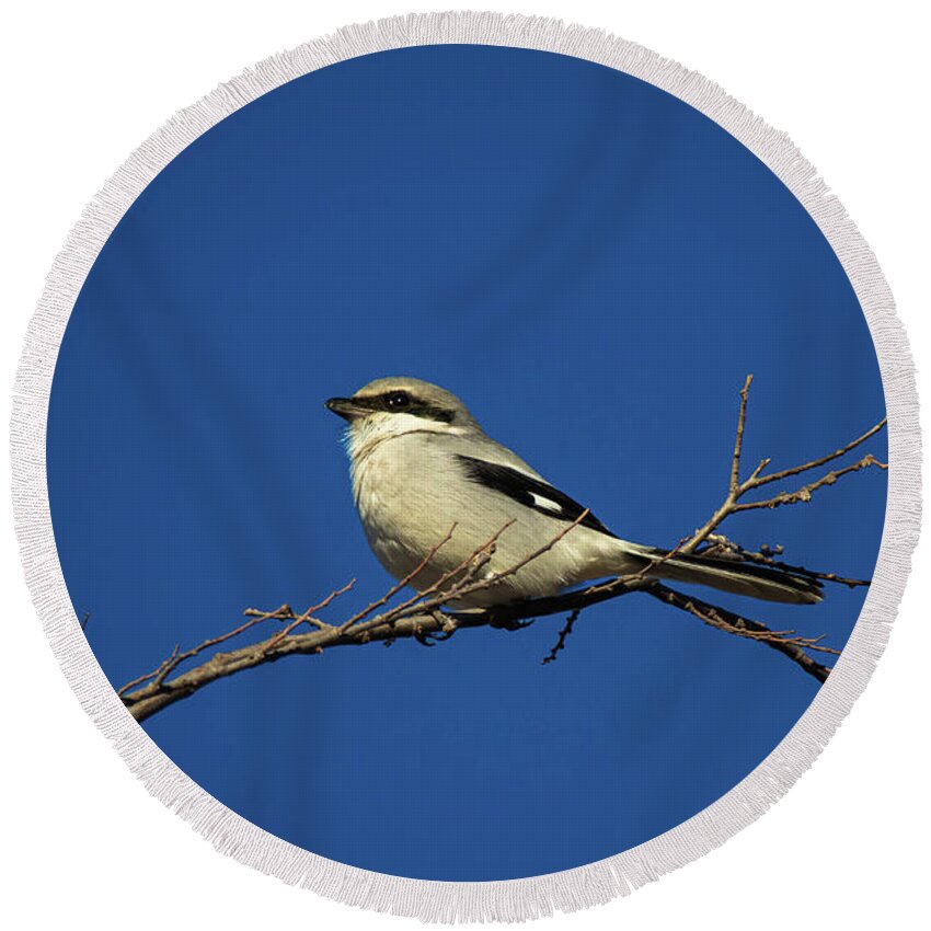 Loggerheadshrike Round Beach Towel featuring the photograph Perched by Pam Rendall