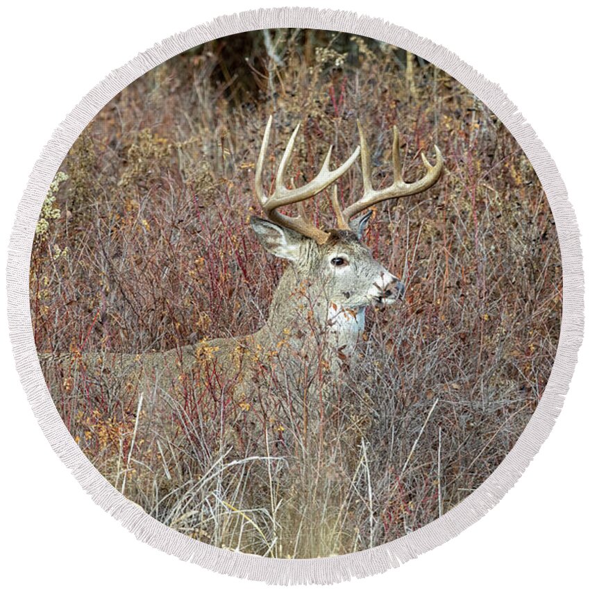 Deer Round Beach Towel featuring the photograph Perfection by Douglas Kikendall