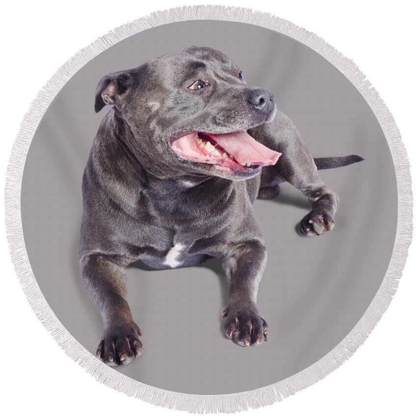Staffordshire Round Beach Towel featuring the photograph Pet Staffordshire Terrier dog by Jorgo Photography